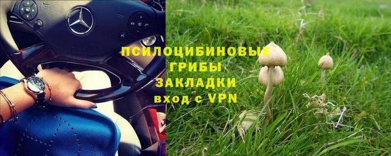 гидра маркетплейс  Сарапул  Псилоцибиновые грибы Psilocybe 